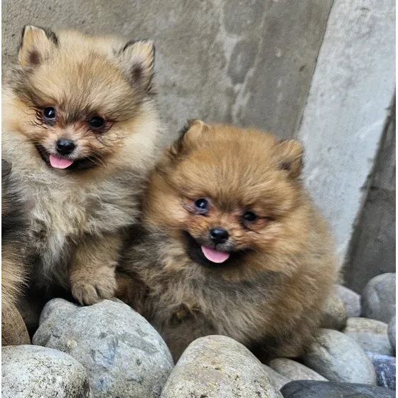 Pomerania Machos Mini