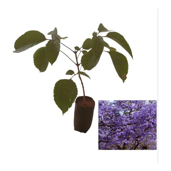 Mudas De Ipê Roxo: 2 Unidades ( Envio Imediato)