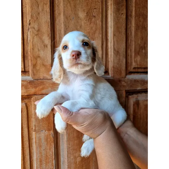 Cocker Spaniel. Machitos. Belleza Total! Super Puros.