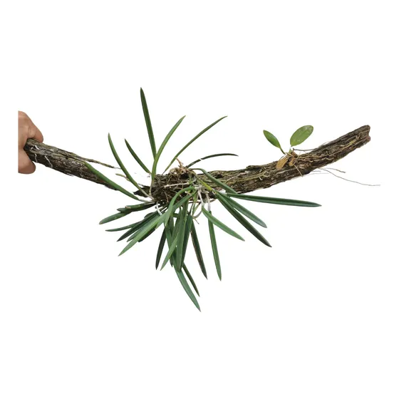 Orquideas Brassavola Y Myrmecophila En Tronco