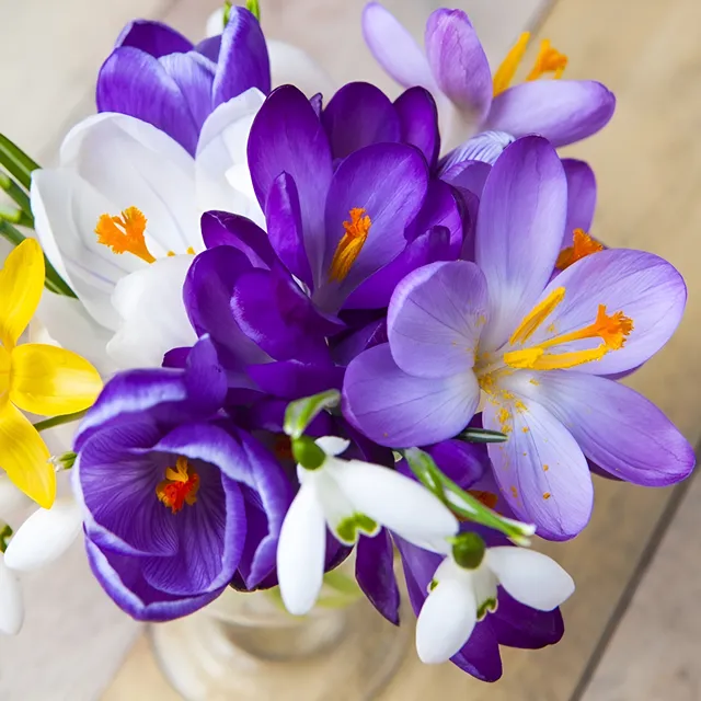 Bulbos De Crocus X4 Mix De Colores - Importados - Premium!