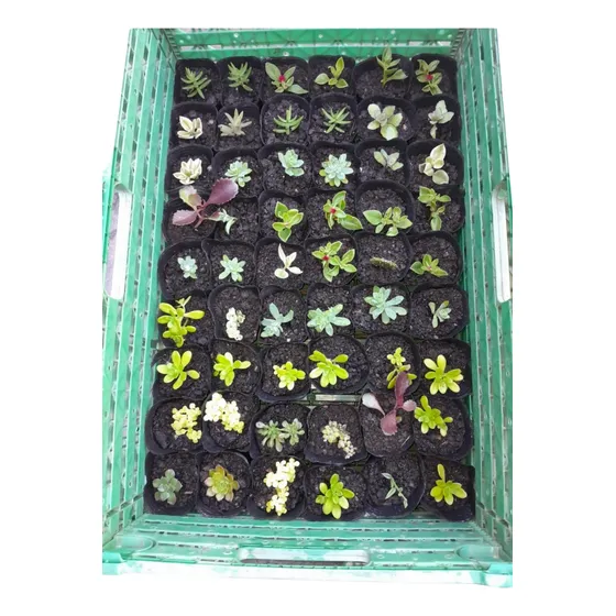Suculentas Variadas Pack De 40.