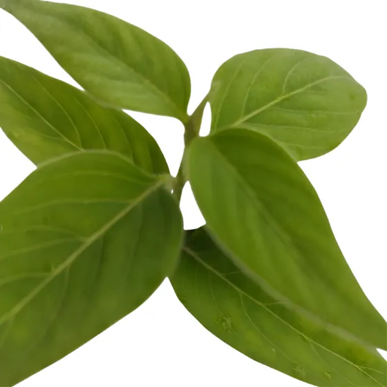 2 Mudas Ginseng  Pfaffia Glomerata Orgânico