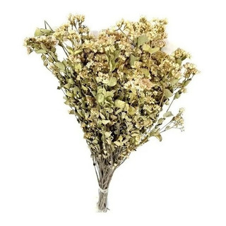 Buque Maço Folhagem Seca Desidratada Verde Flor Arranjo Lar Buque Maço Folhagem Seca Desidratada Verde Flor Arranjo Lar