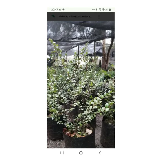 Arrayan Chileno Planta
