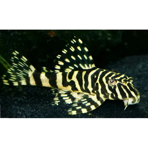 Peixe Cascudo Tigre De Ouro L134 (peckoltia) 4 A 5cm (leia) Amarelo