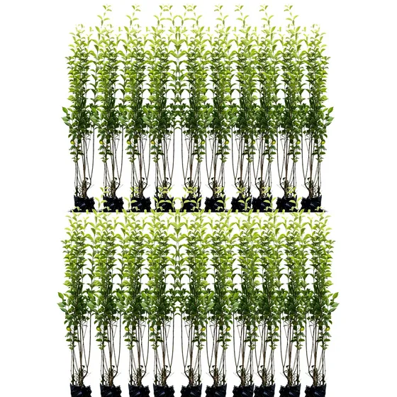 20 Plantas De Ligustro Verde Para Cercos