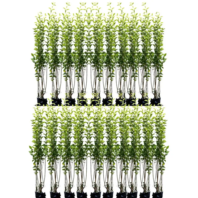 20 Plantas De Ligustro Verde Para Cercos