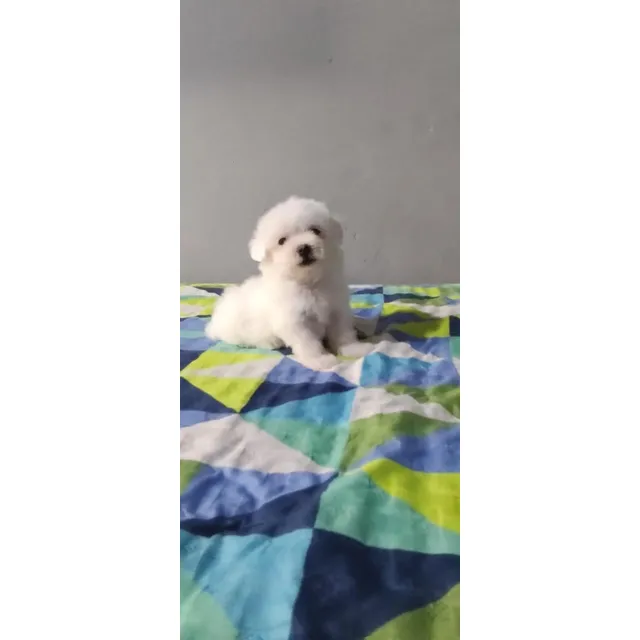 Cachorros Bichón Maltes Perros Colombia Medellín Bogotá