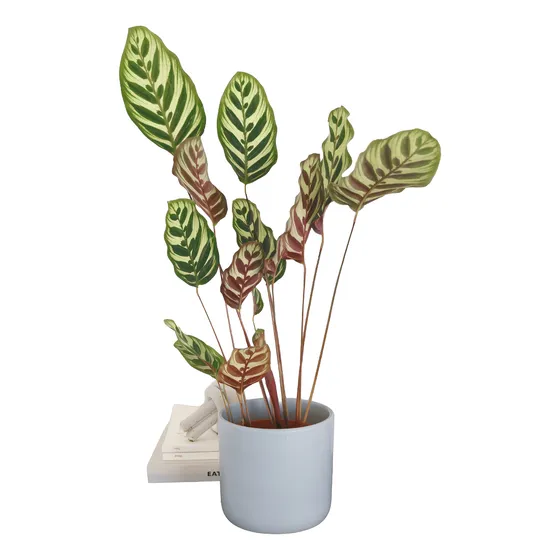 Calathea Makoyana - Planta De Interior