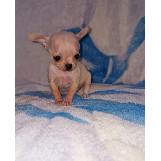 Chihuahua Mini Cabeza De Manzana