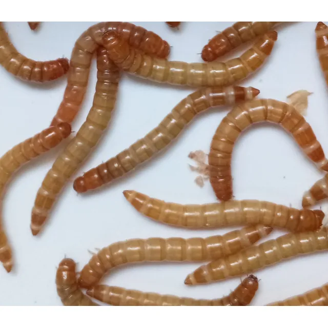 Gusanos Tenebrio Molitor Alimento Vivo Pajaros Erizos Peces