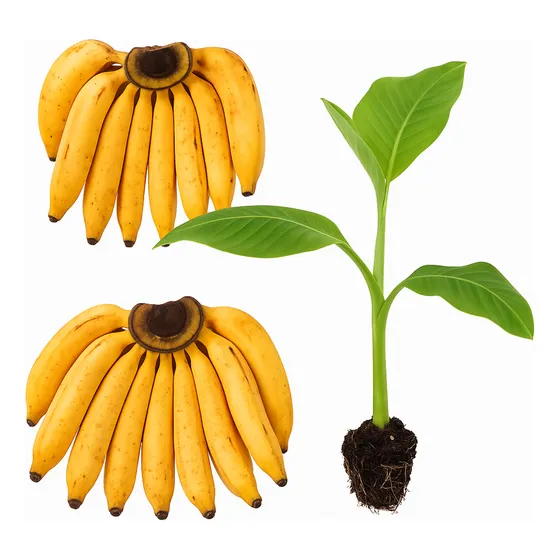 Kit 3 Mudas De Banana Terra Anã Embrapa Certificadas