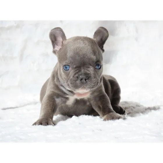 Bulldog Frances Macho Filhote/ Canil Minion Bull