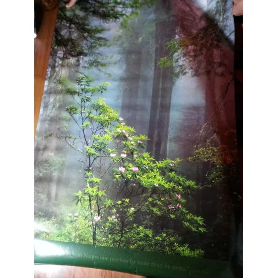 Afiche Poster Foto Mural Naturaleza Plantas Bosque Oferta