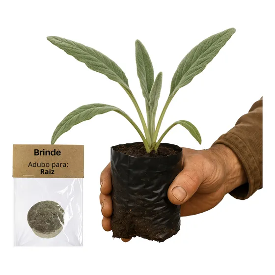 Muda Peixinho P/ Vaso Ou Horta + Ganhe Adubo