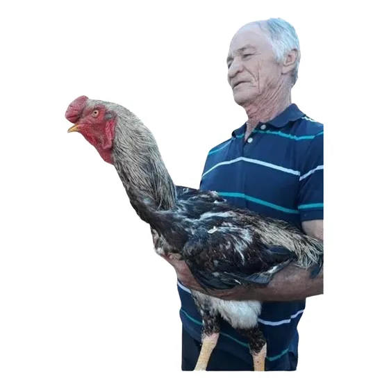 6 Ovos Galados Índio Gigante, Gsb, Polaco Gigante. Escolha! 