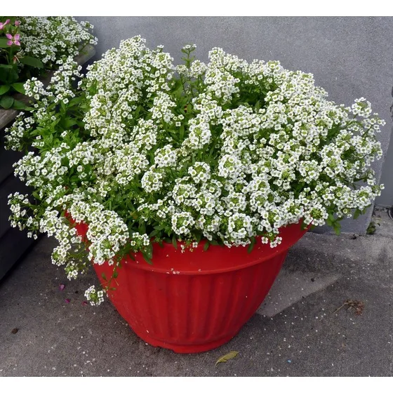 Alyssum Branco Sementes De Flor Para Plantio