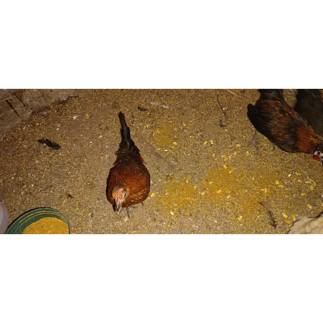 Gallo Sebrith Se Vende O Cambio Por Pericos