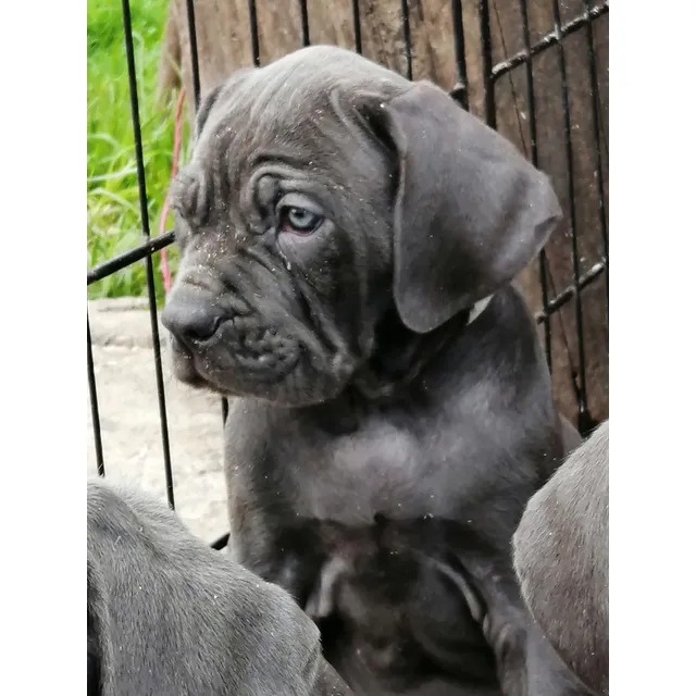 Cachorra Cane Corso Con Pedigree