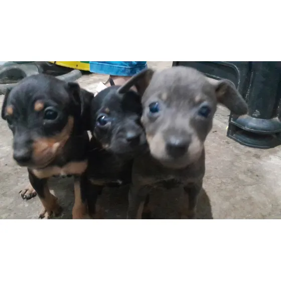 Perros Pincher Miniatura (raza Pura ) Papá Y Mamá Pincher