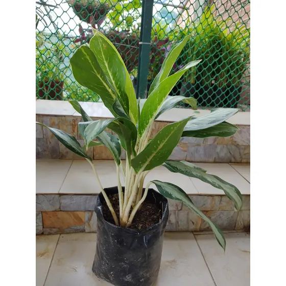 Planta Aglonema Cafe Jardín Tallo Blanco