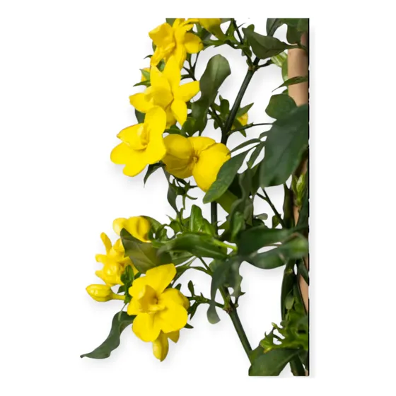 Jazmín Amarillo Enredadera 1.70/2 Altura Venta  Mayorista
