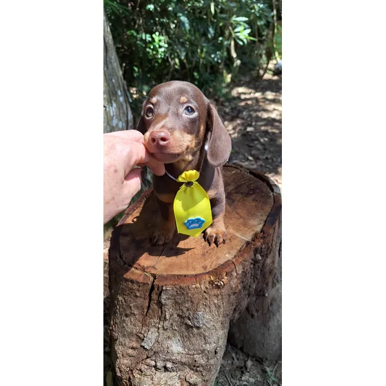 Dachshund Salsichinha Miniatura (teckel) Machinho