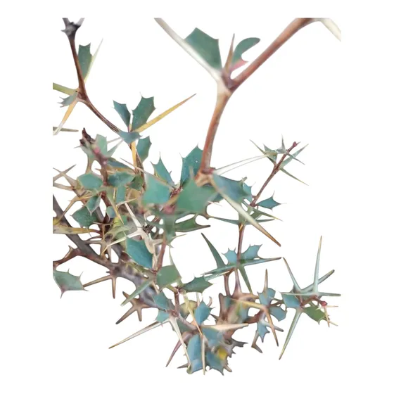 Calafate- Berberis Buxifolia-  Nativa - Vivero Rolocampo