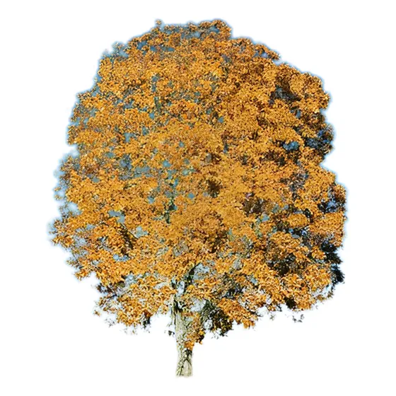 Sementes De Árvore Do Ceu - Fraxinus Americana Freixo Bonsai