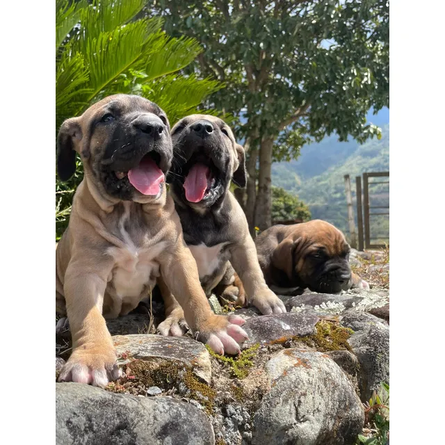 Cachorros Fila Brasileros