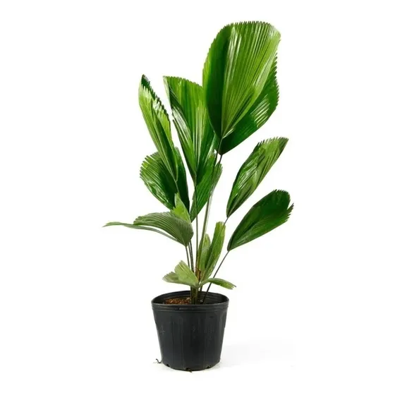 Palmeira Leque ( Licuala ) Muda 40 A 70 + Adubo Grátis.