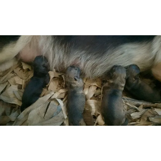 Pactor Aleman Color Sable Y Color Normal Disponible 