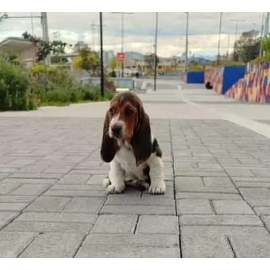 Perros Basset Hound Cachorros Medellin Bogota Cali Pereira