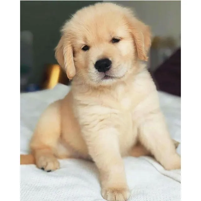  Golden Retriever Imponentes Pedigrí Internacional 