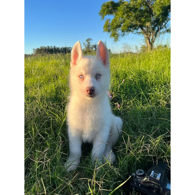 Siberianos Husky Blanco Macho 