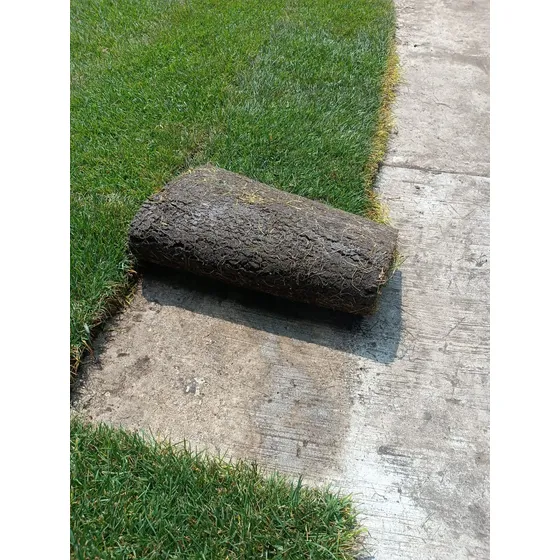 Pasto En Rollo Natural Fistuca 150x45cm Colocación Solo Cdmx