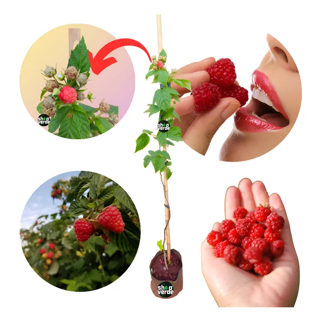 Muda De Framboesa Vermelha Doce - Já Com Frutas  C/1metro