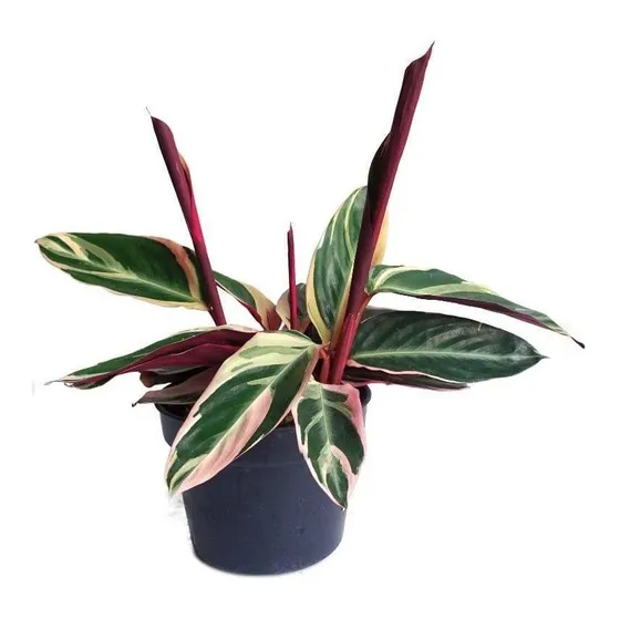 Calathea Rosada Triostar M15/35 Cm : Punto Botánico :