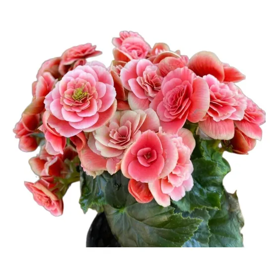 Begonia De La Paz  M15 