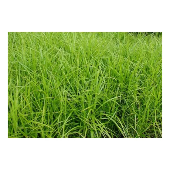 Sementes Capim Vaquero 2kg