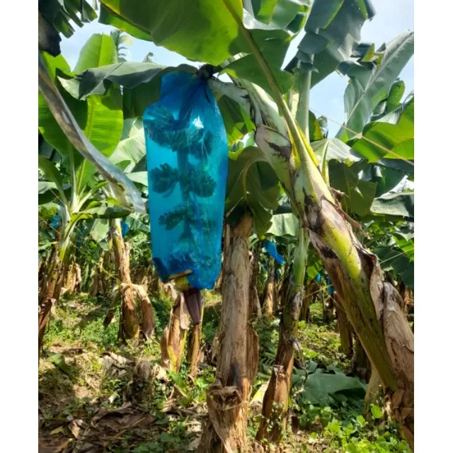 Bolsa Agricola Banaplast Para Cambur (bulto 12 Rollos)