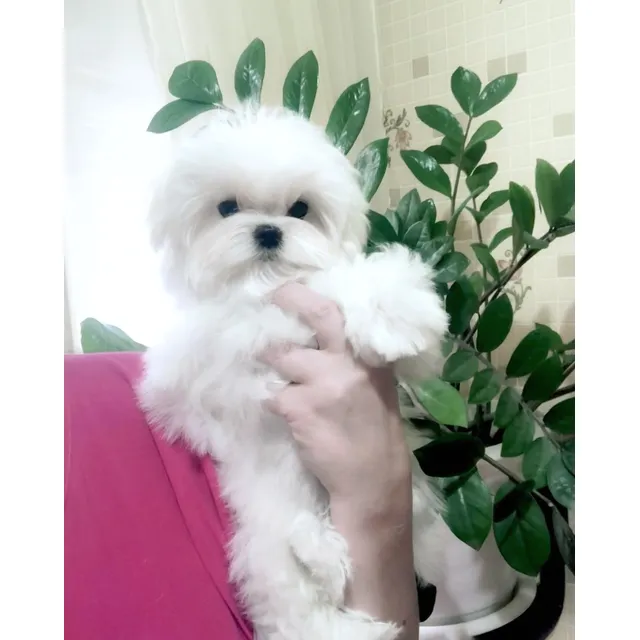 Bellos Bichon Maltes Tamaño Pequeño - Entrega A Domicilio