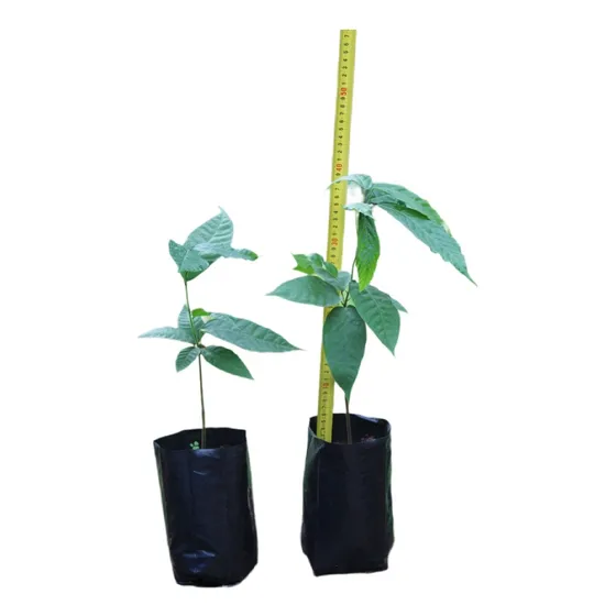 Plantin Cacao Trinitario 4 Meses 40 Cm Maceta 1 Litro Envios
