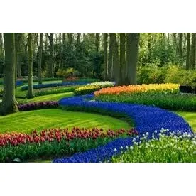 Jardineria,paisajismo,mantenimiento,fumigacion,podas,riego.