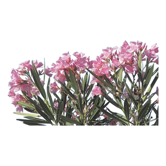 Planta Arbusto Floral Laurel De Jardín Rosado