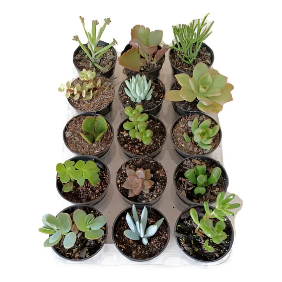 Kit 45 Mudas Suculentas Terra E Vaso Mais De 50 Variedades