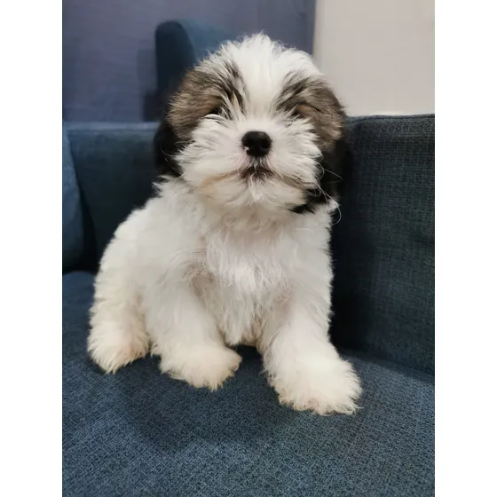 Shih Tzu Cachorros Machos