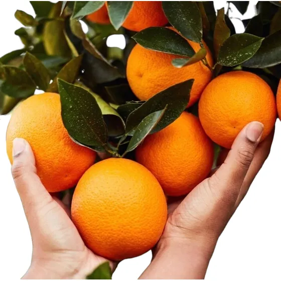 Árbol Naranjo De 6 Años Productivos/ Frutos Dulces Y Jugosos