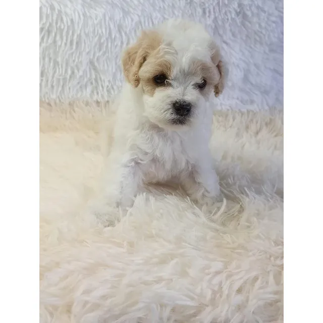 Cachorra French Poodle